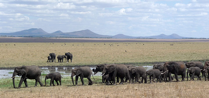 Safari d'exception en Tanzanie