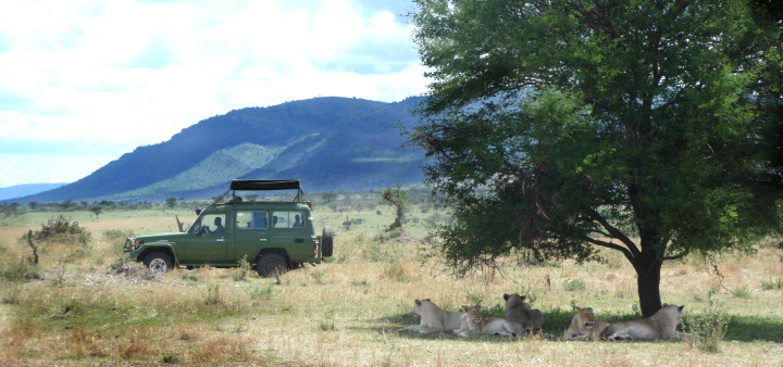 Safari mythique et Zanzibar