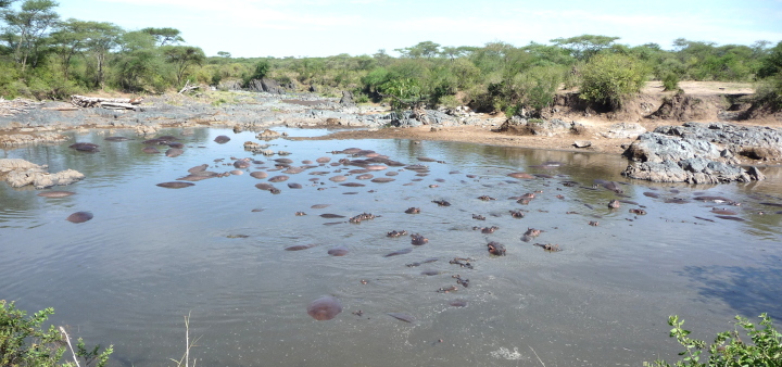 Safari mythique et Zanzibar