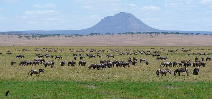 Safari d'exception en Tanzanie