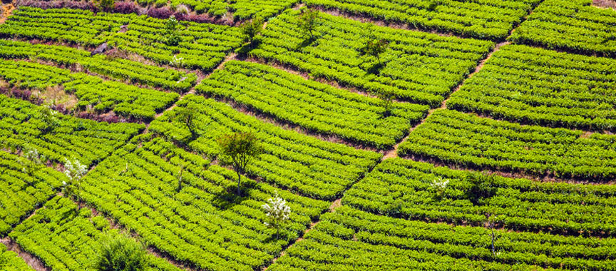 Tout savoir sur le voyage Sri Lanka - Au cœur de la perle de l'Océan Indien...