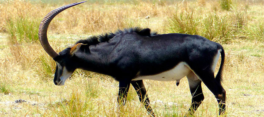 Safari francophone confort