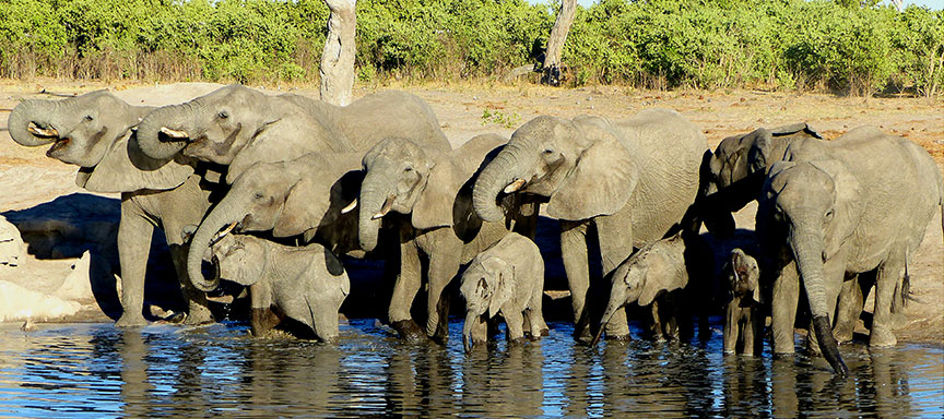 Safari francophone confort