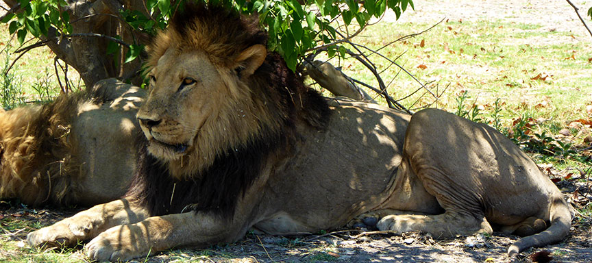 Safari francophone confort