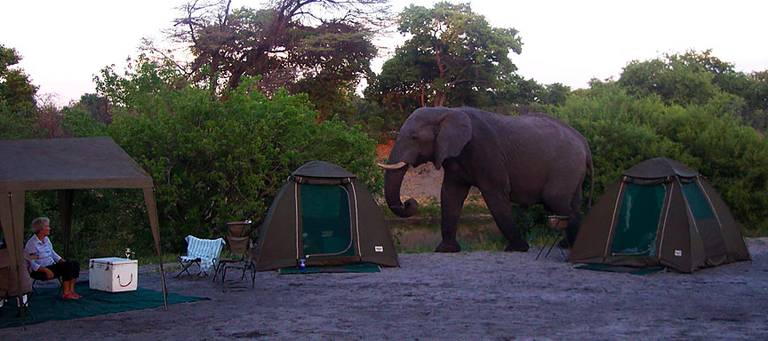 Safari francophone confort