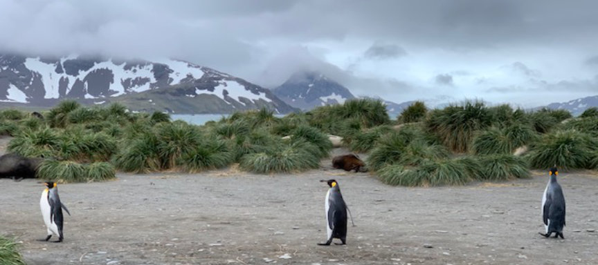 Expédition croisière en Antarctique