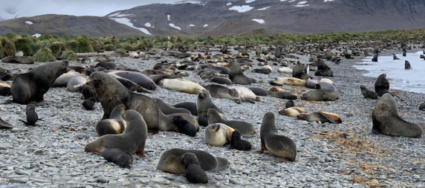 Expédition croisière en Antarctique