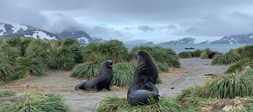 Expédition croisière en Antarctique