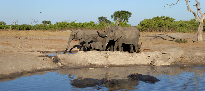 Merveilles du Botswana